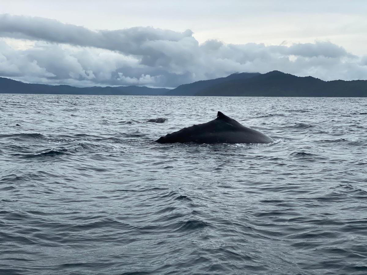 Posada Turistica Rocas De Cabo Marzo Bahia Solano Bagian luar foto
